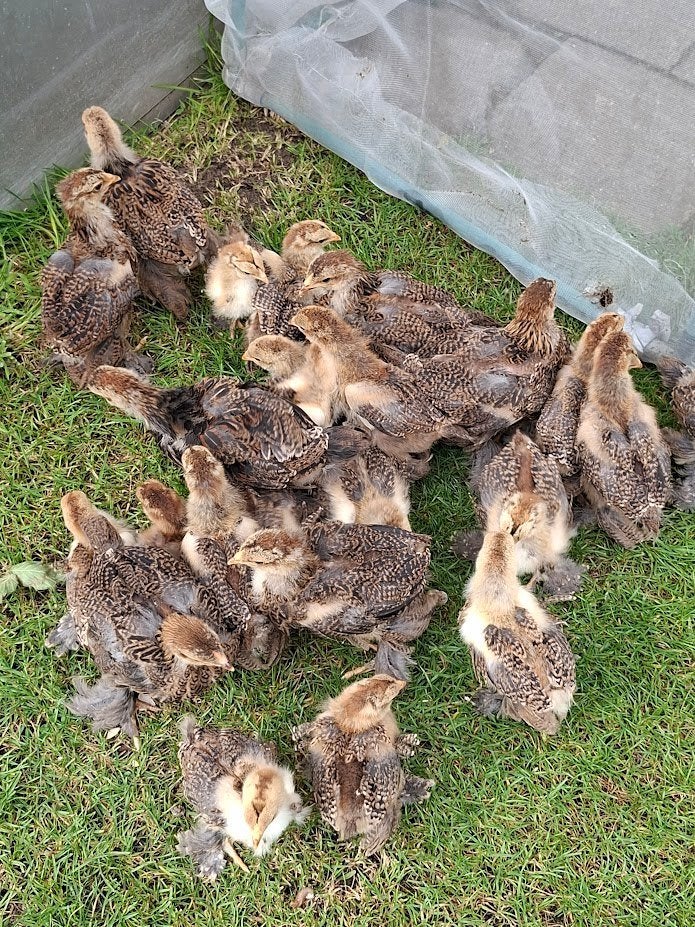 couple de perdrix dorées Brahma, Plusieurs animaux, Poule ou poulet
