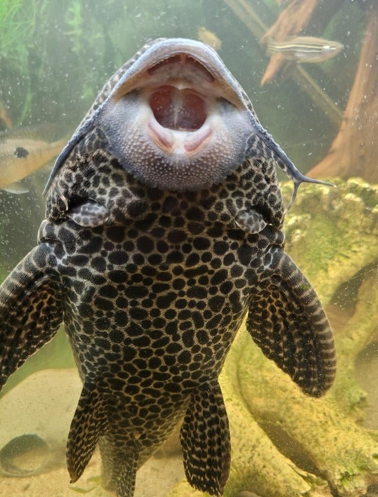 Pleco zoekt nieuw huisje