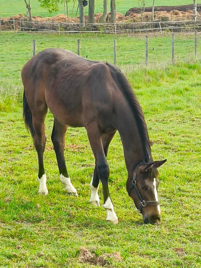 Te Koop: jaarling Spring veulen Colorit Z x De Flor 111 Z .