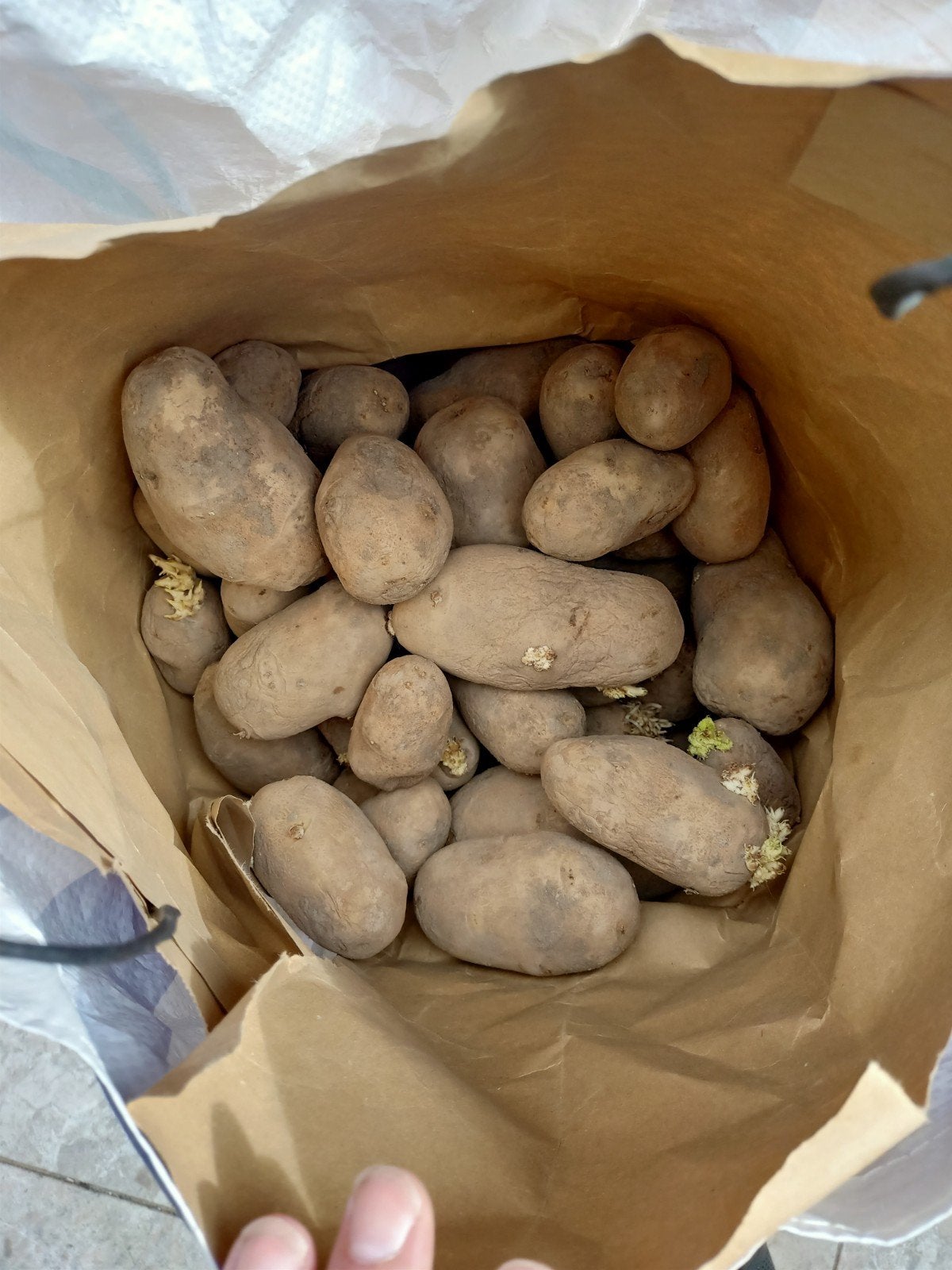 heb hier nog oude aardappelen gratis indien iemand deze nog, Diversen, Ophalen