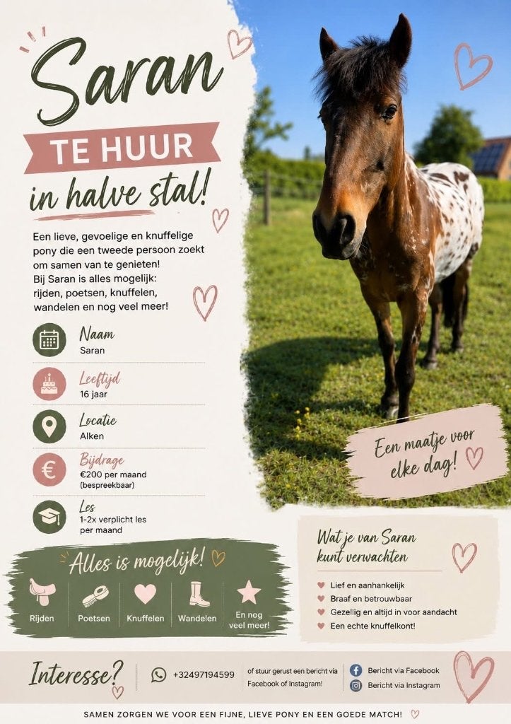 Pony te huur in halve stal, Hongre, Moins de 160 cm, Cheval de récréation, 11 ans ou plus