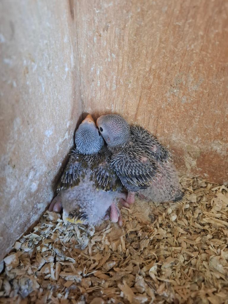 Baby pruimkopparkiet, Dieren en Toebehoren, Vogels | Parkieten en Papegaaien