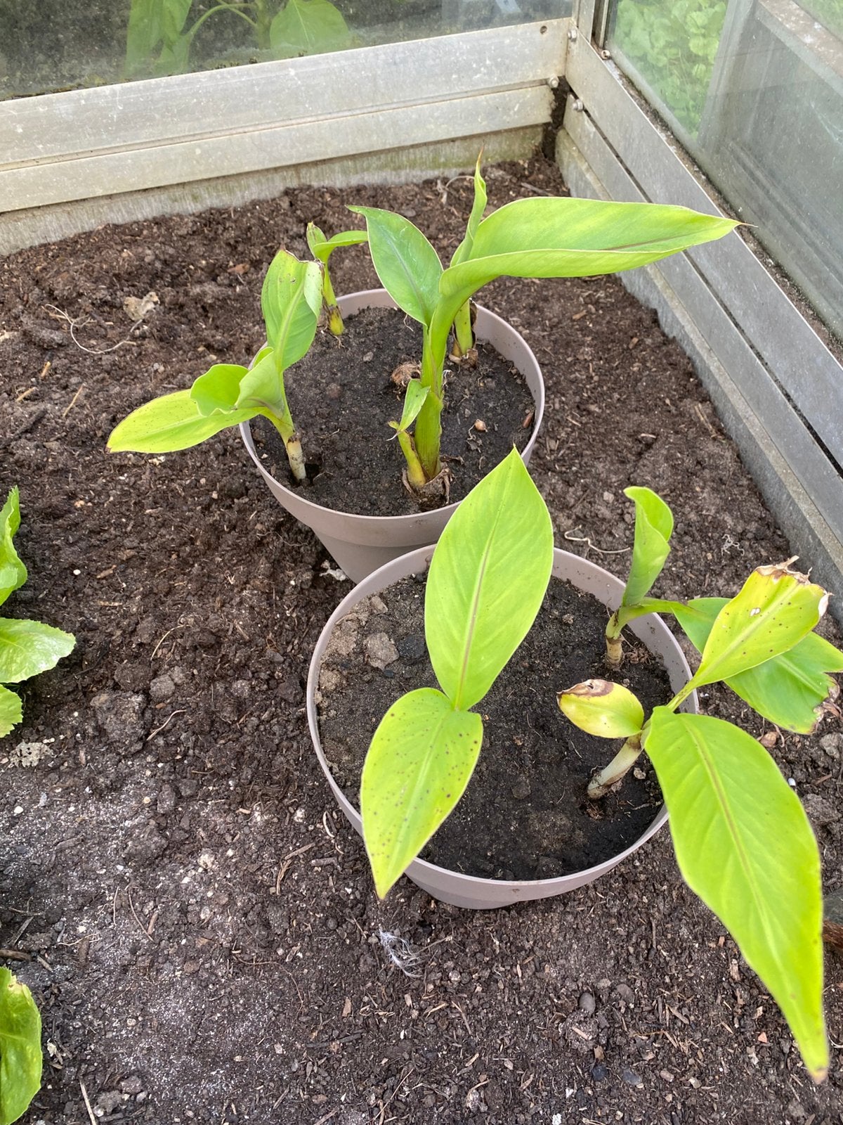 Jonge scheuten bananenplanten, Enlèvement