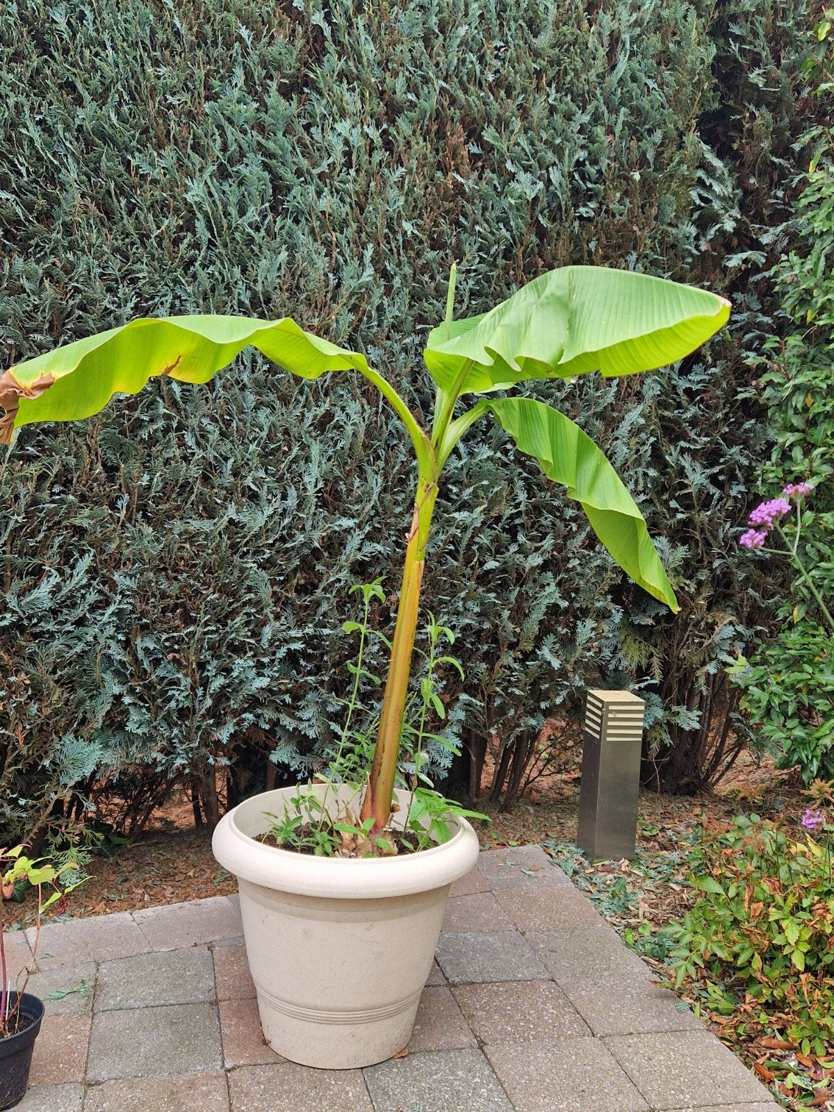 scheut musa basjoo bananenplant, Tuin en Terras, Volle zon, Vaste plant, Zomer, Ophalen