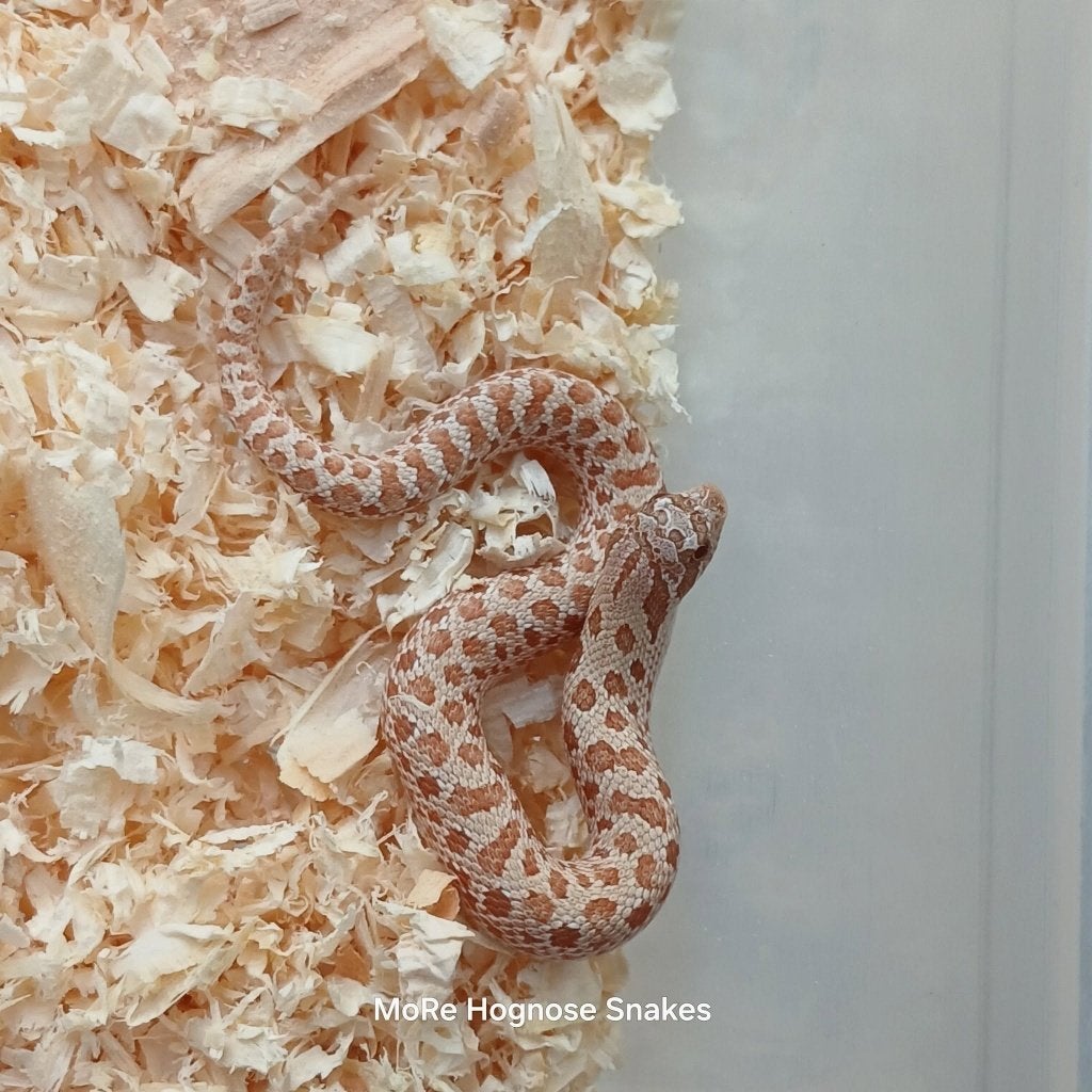Heterodon  nasicus Caramel nk26, Dieren en Toebehoren, Reptielen en Amfibieën, Slang, 0 tot 2 jaar