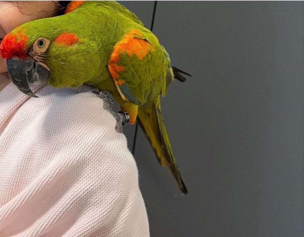 Bébé ara rubrogenys, Femelle, Perroquet, Parleur