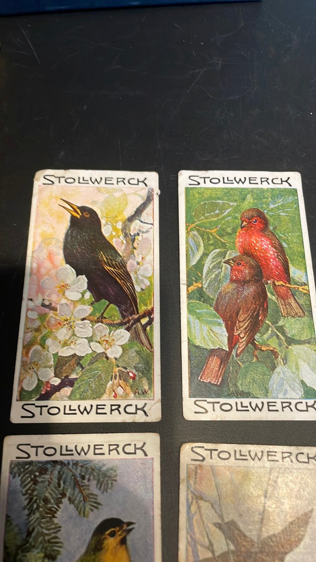 Stollwerck chromo groep 15(x3a), Verzamelen, Gebruikt, Ophalen of Verzenden, 1940 tot 1960, Dier