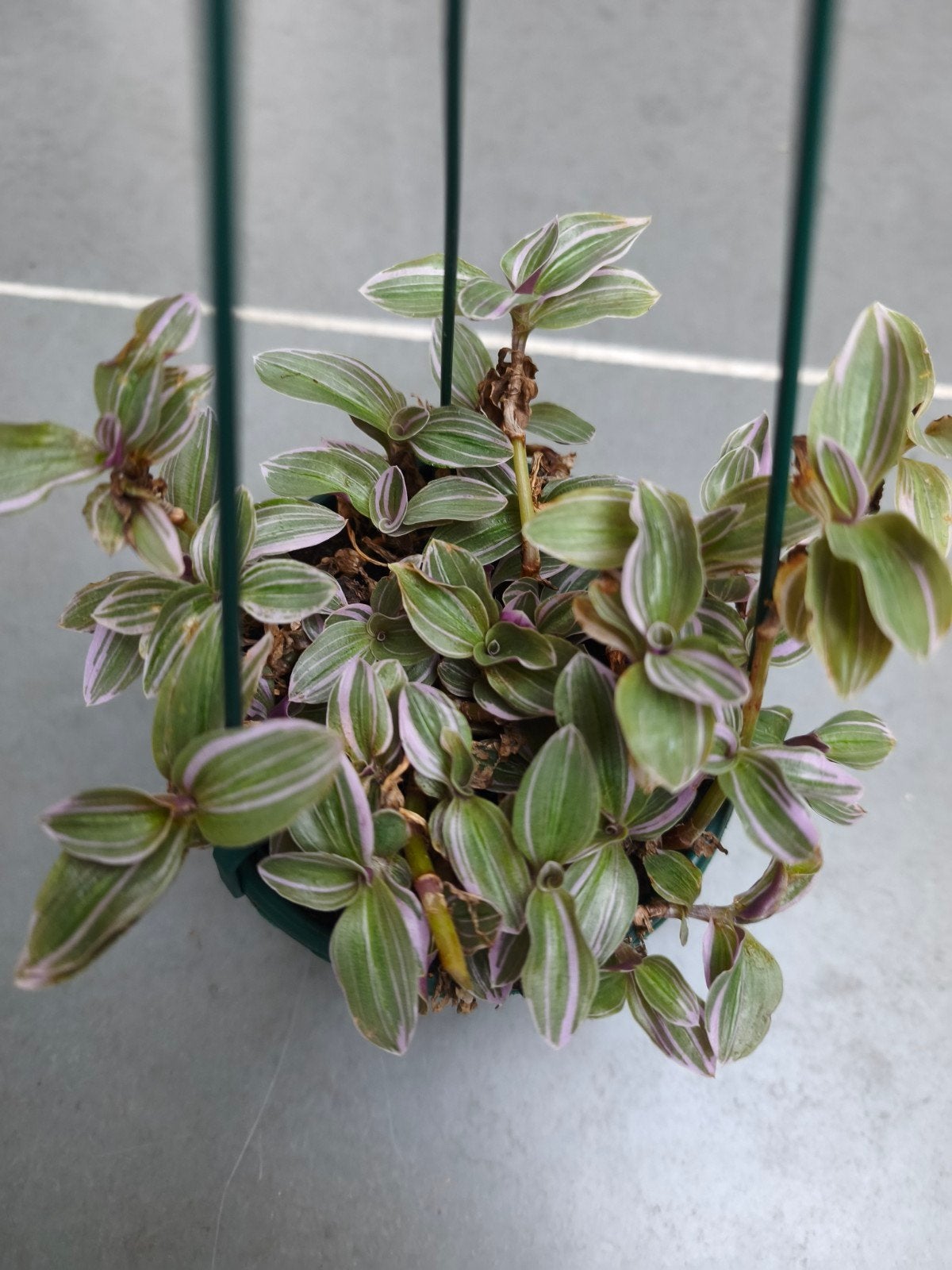 Tradescantia, Enlèvement