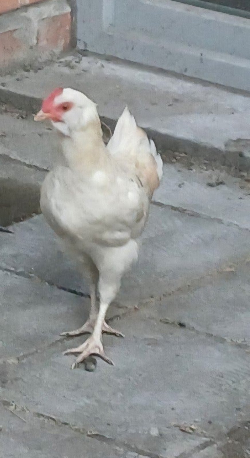 jonge haan gratis, Dieren en Toebehoren, Pluimvee