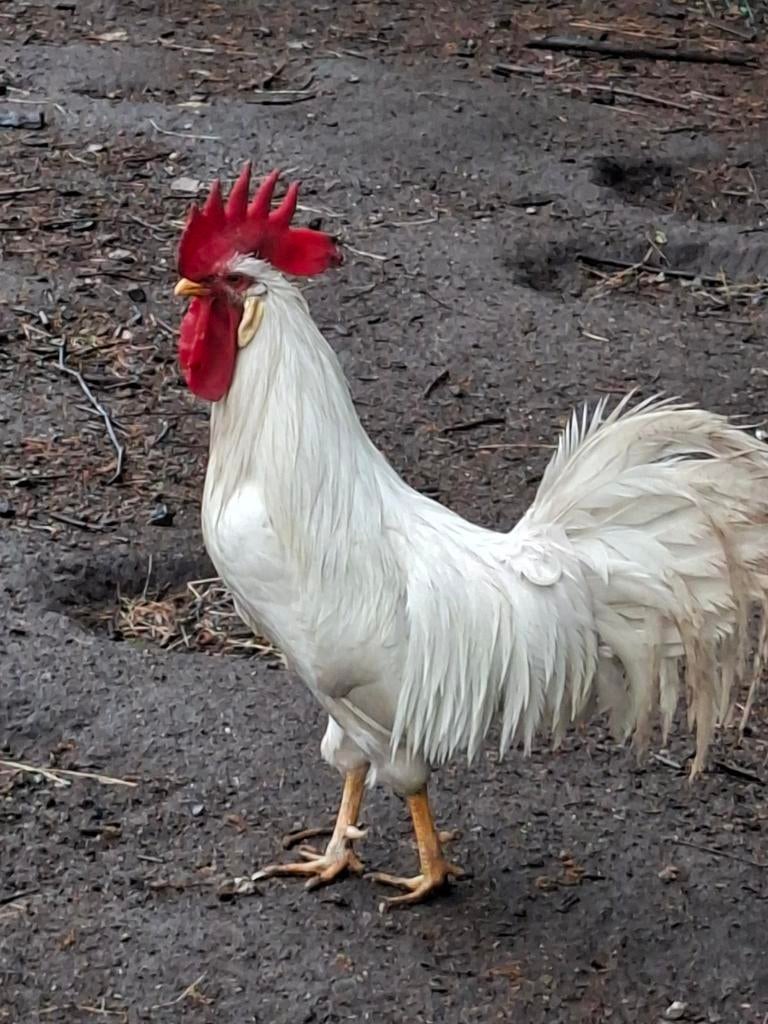 Witte leghorn haan, Dieren en Toebehoren, Pluimvee