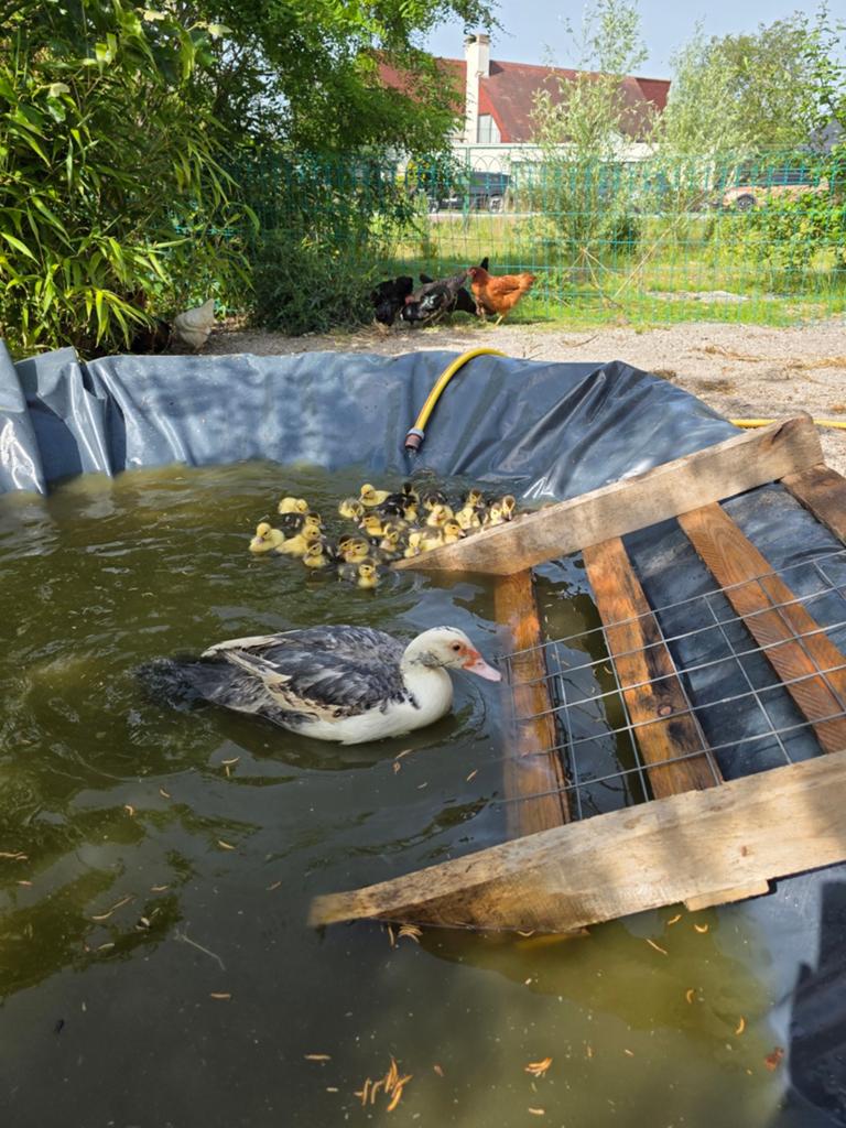 BarbaiEend met 25 kuikens tekoop moedernatuur broeden 250 €, Dieren en Toebehoren