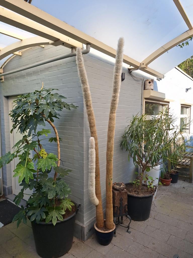 Zilveren fakkelcactus 2,5m hoog  gratis, Tuin en Terras, Ophalen, Winter