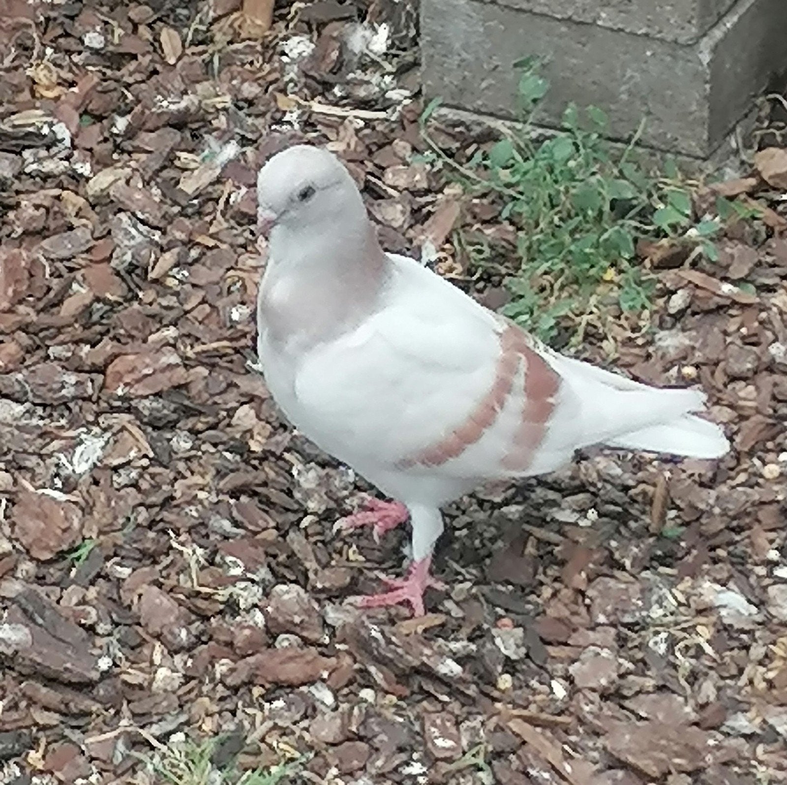 Figuritas, Animaux & Accessoires, Oiseaux | Pigeons