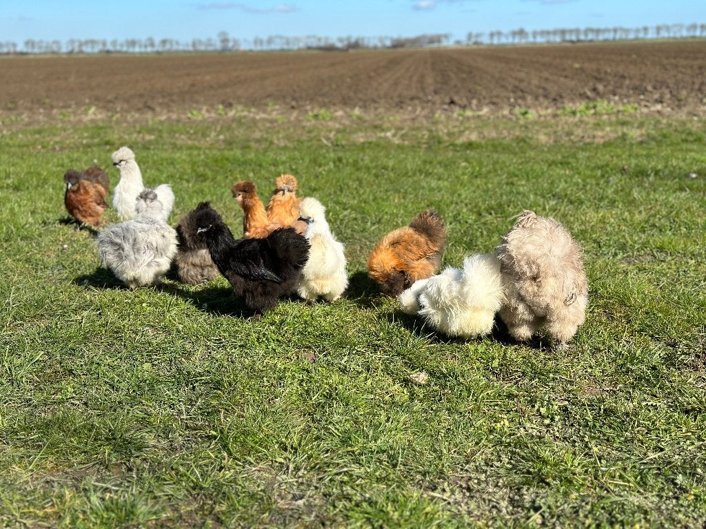 Jonge tamme Zijdehoen kriel kippen gesekst en ingeënt, Dieren en Toebehoren, Vrouwelijk, Kip