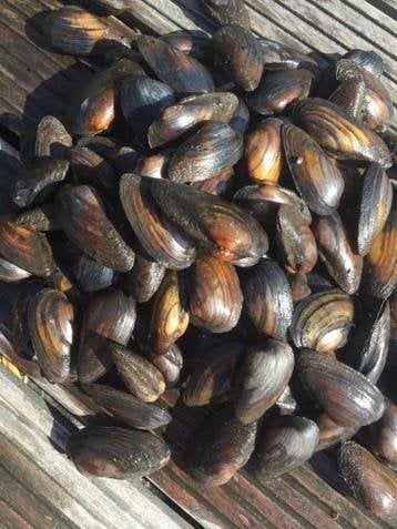 Zoetwatermossel, Ophalen