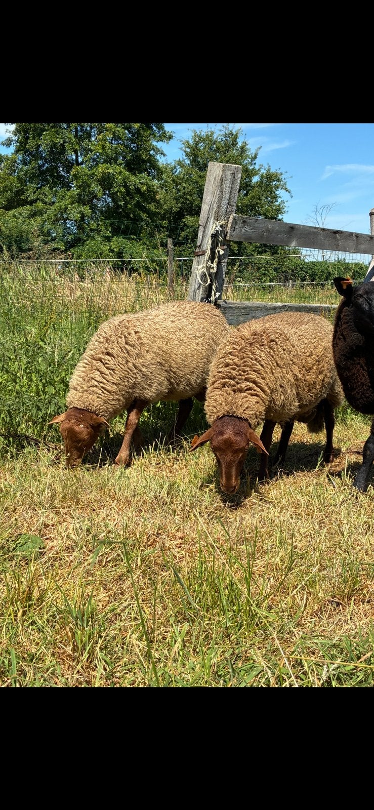 2 voskop rammen, Animaux & Accessoires, Moutons, Chèvres & Cochons