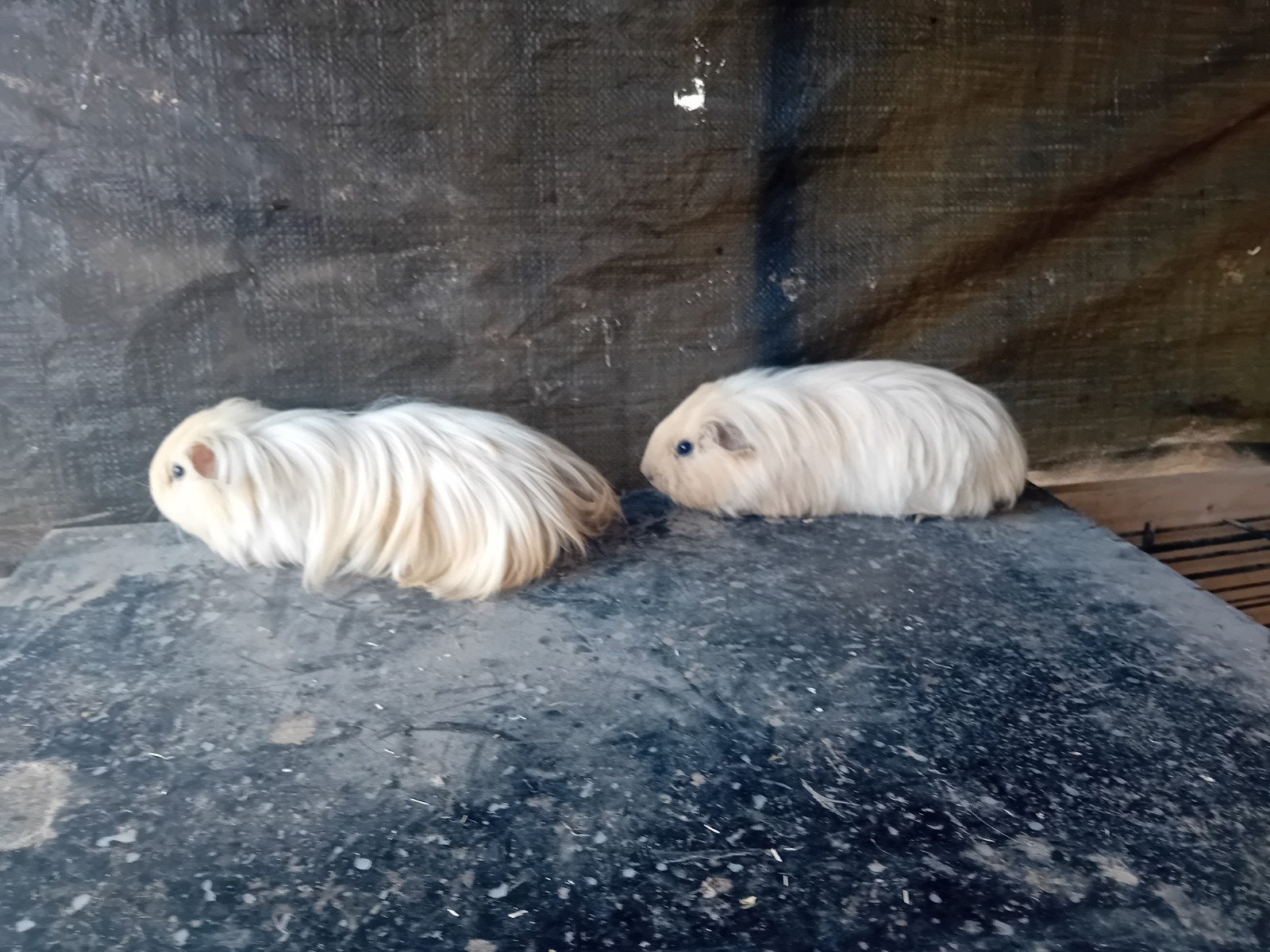 2 sheltie zeugjes, Juin, Femelle