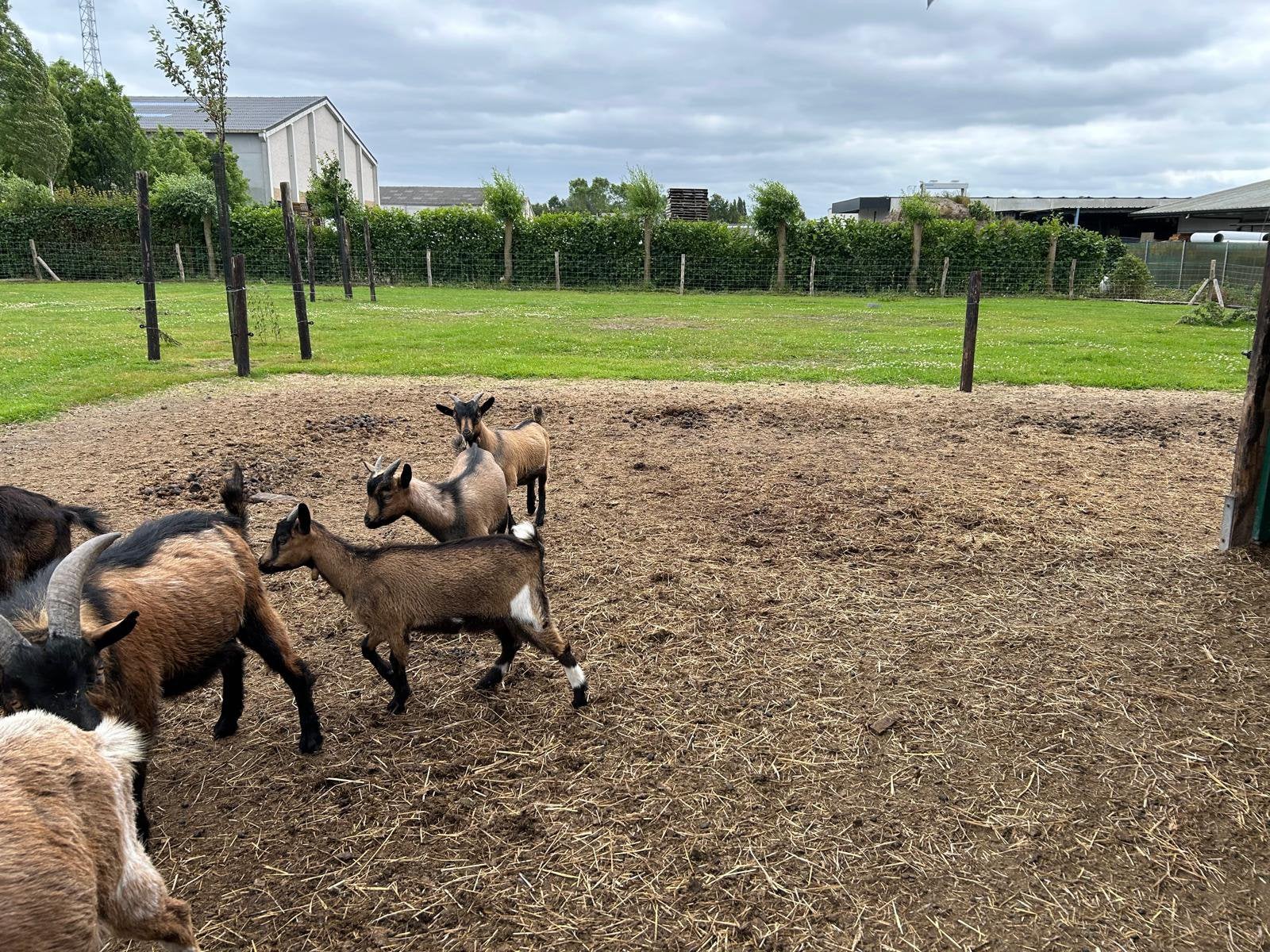 Dwerggeiten, Dieren en Toebehoren, Meerdere dieren