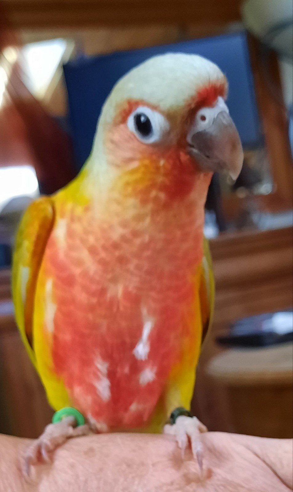Conure molinae mâle eam, Mâle