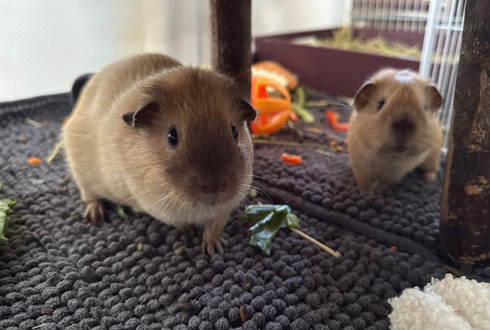 Cavia gezin!, Dieren en Toebehoren, Knaagdieren, Cavia, April, Meerdere dieren, Tam