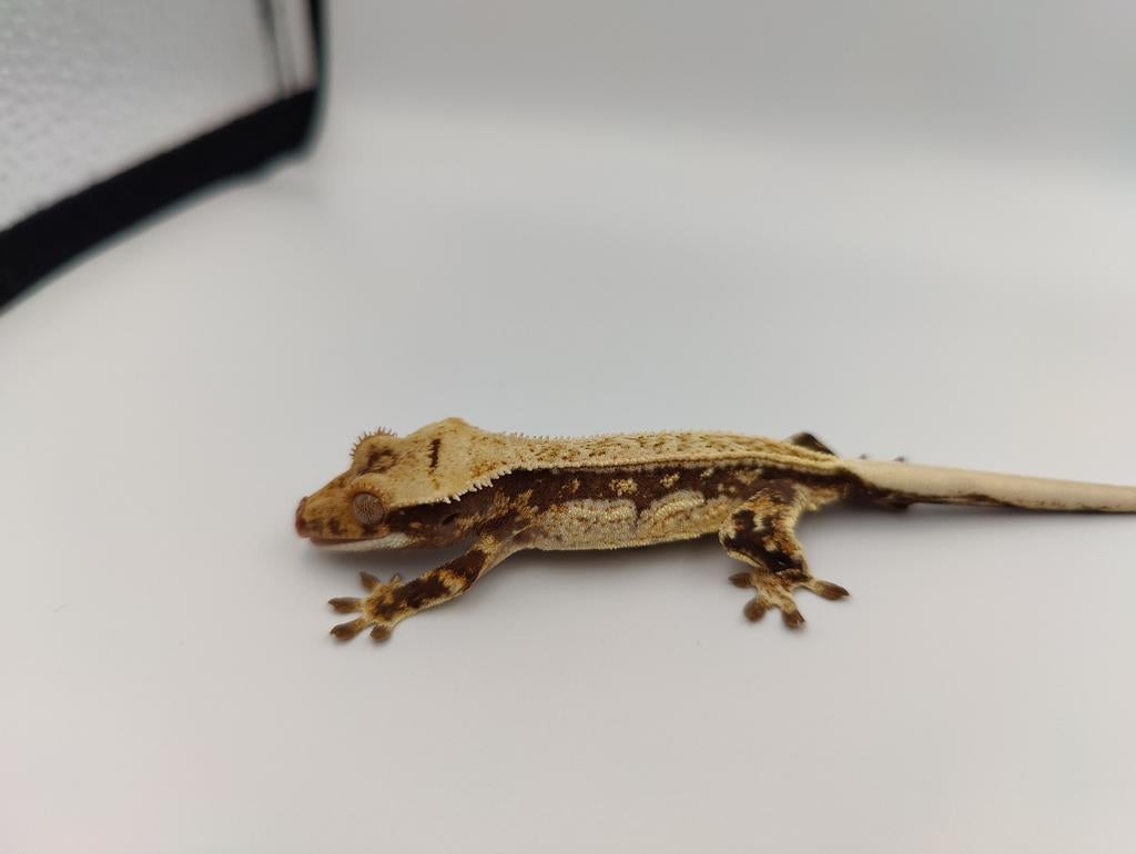Wimpergekko full pin Superdrippy, Dieren en Toebehoren