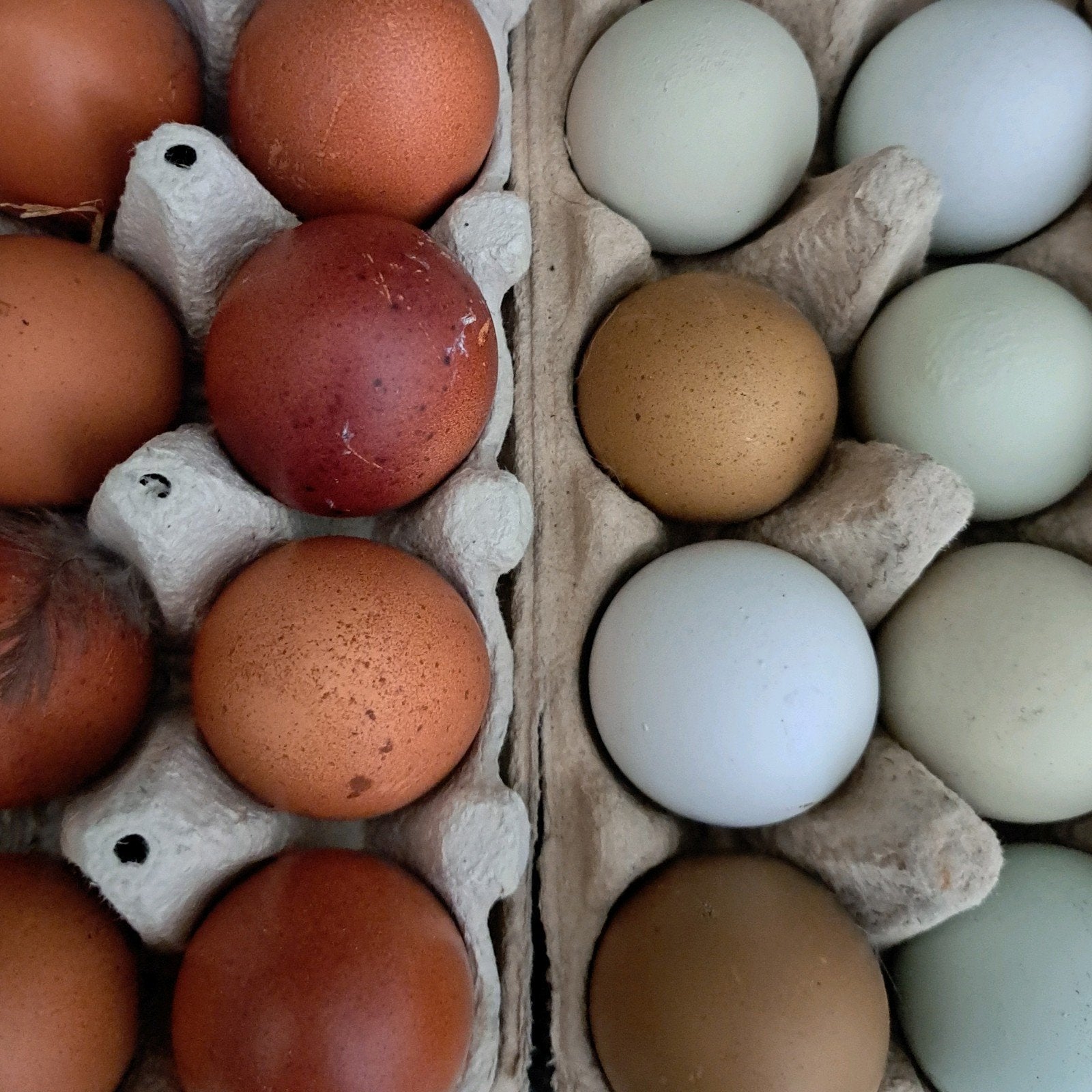 Olijflegger en marans eieren, Diversen, Levensmiddelen, Ophalen
