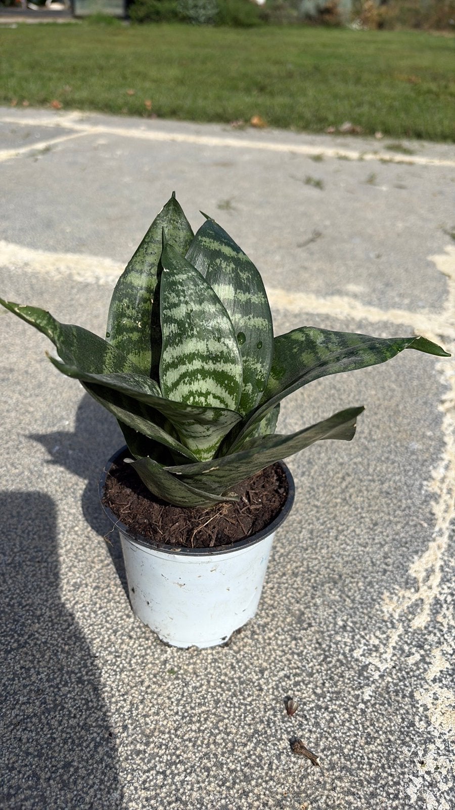 Sanseveria, Enlèvement