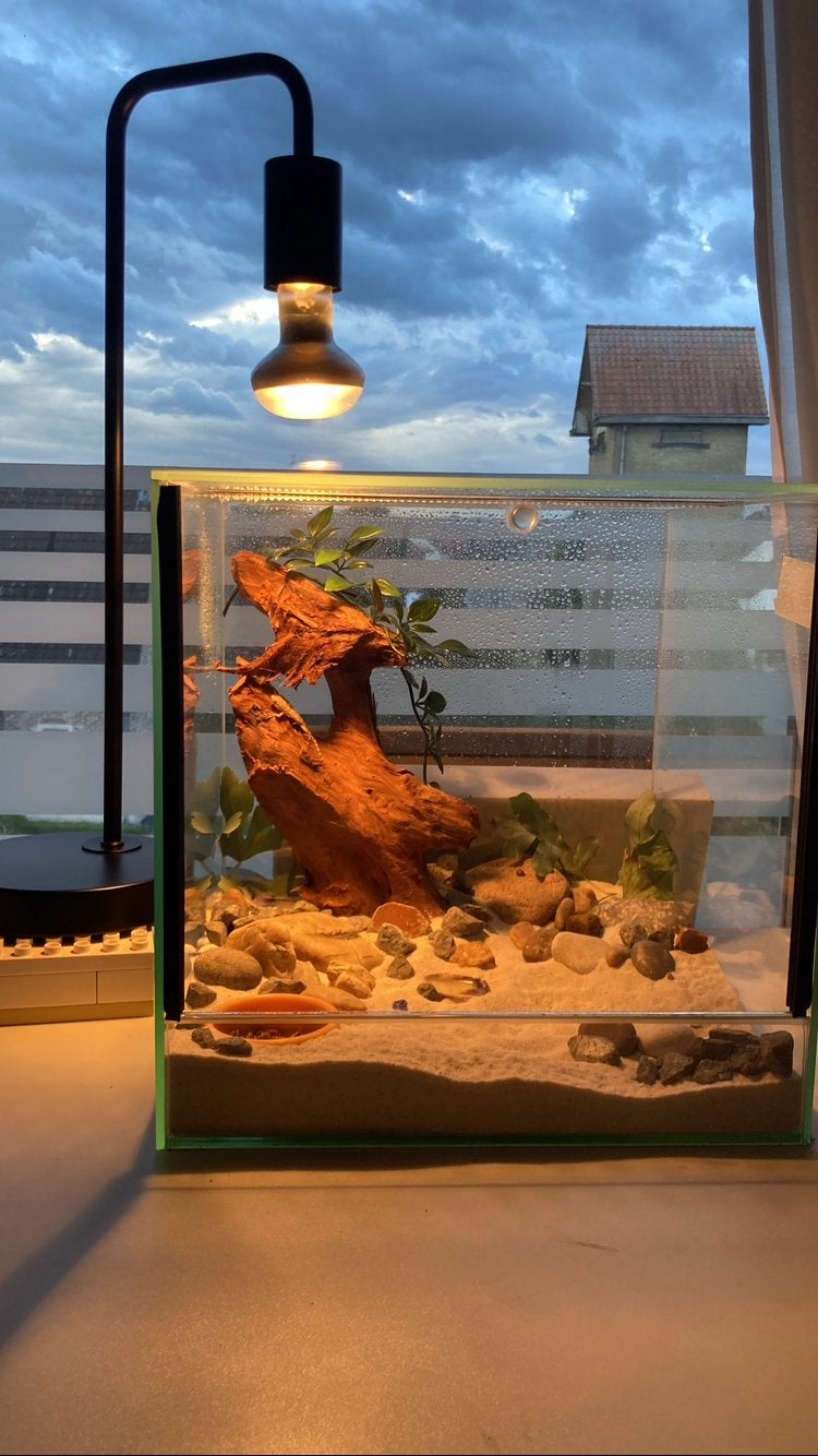 Terrarium met/zonder gekko en decoratie, Ophalen, Gebruikt, Terrarium of Paludarium