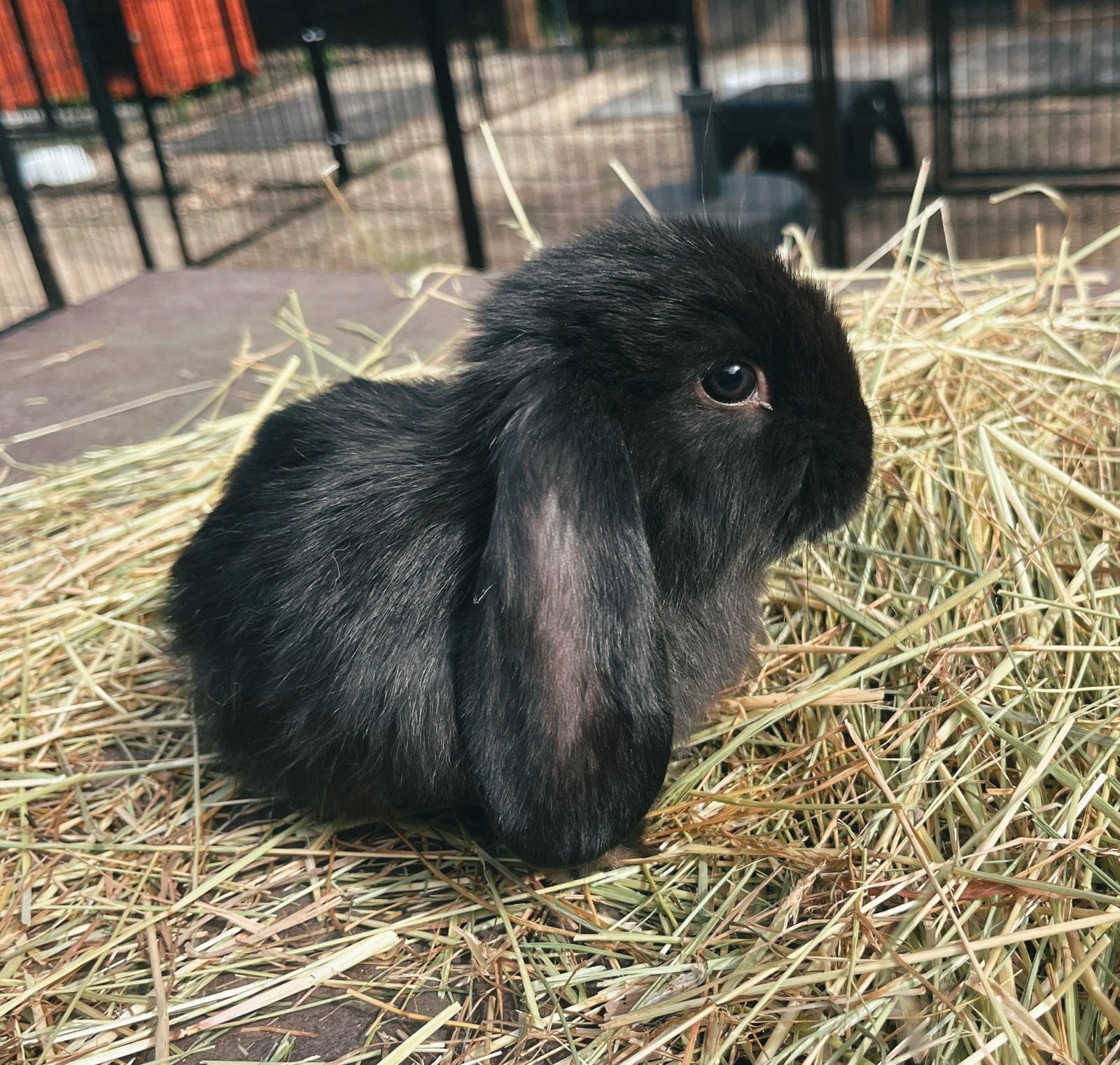 Franse Hangoor, Dieren en Toebehoren, Mannelijk, Groot, Hangoor, 0 tot 2 jaar