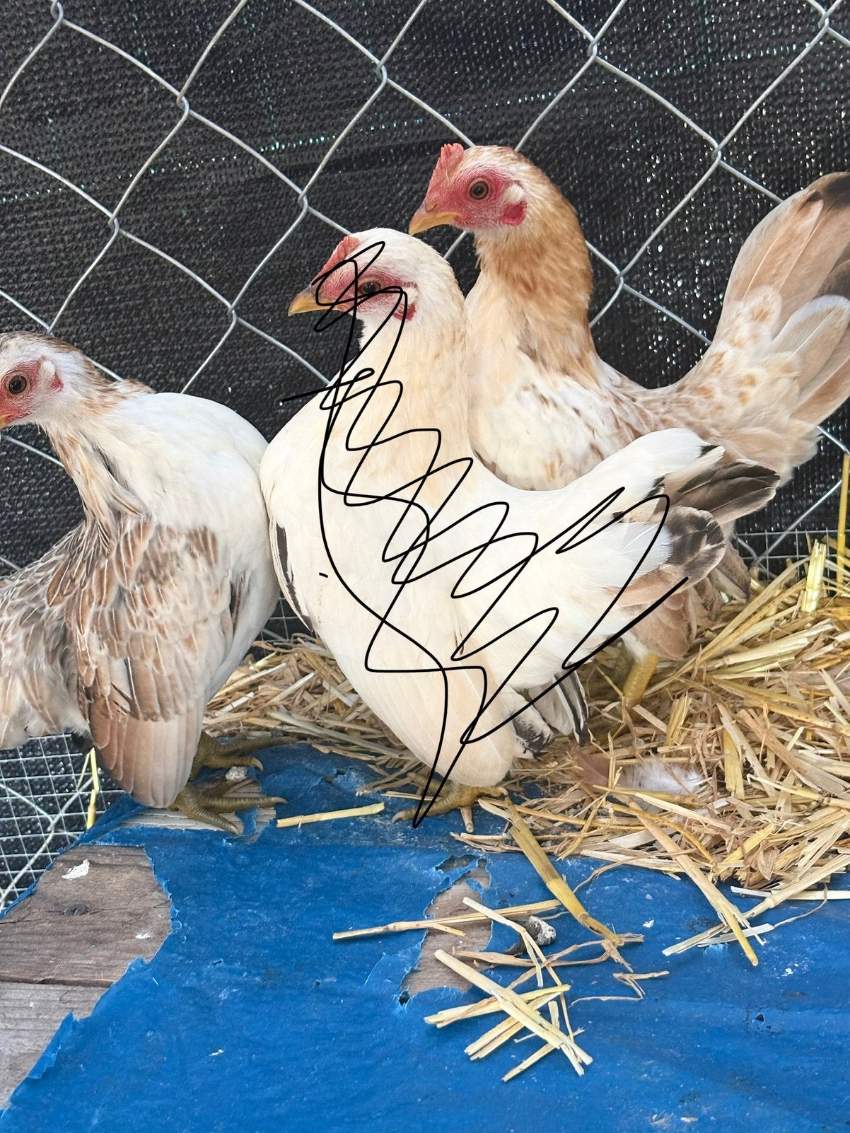 Serama kippen, Plusieurs animaux, Poule ou poulet