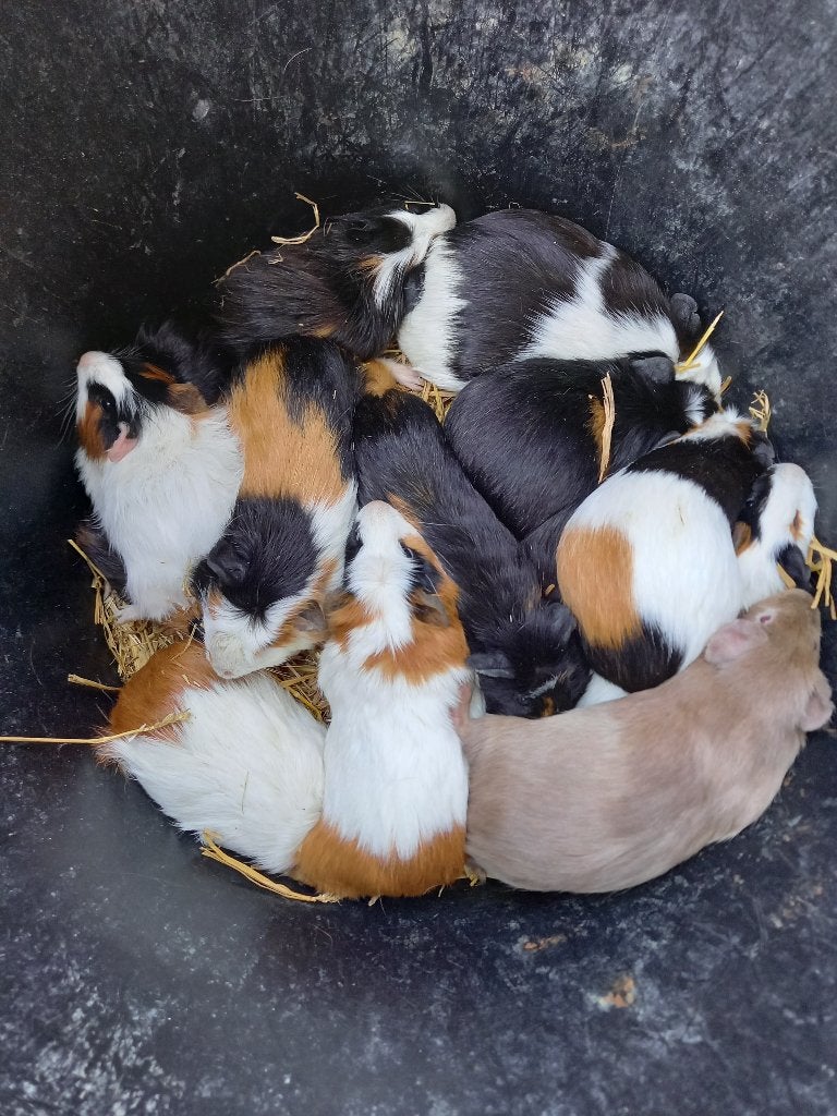 jonge kleurrijke cavia's, April, Meerdere dieren, Cavia