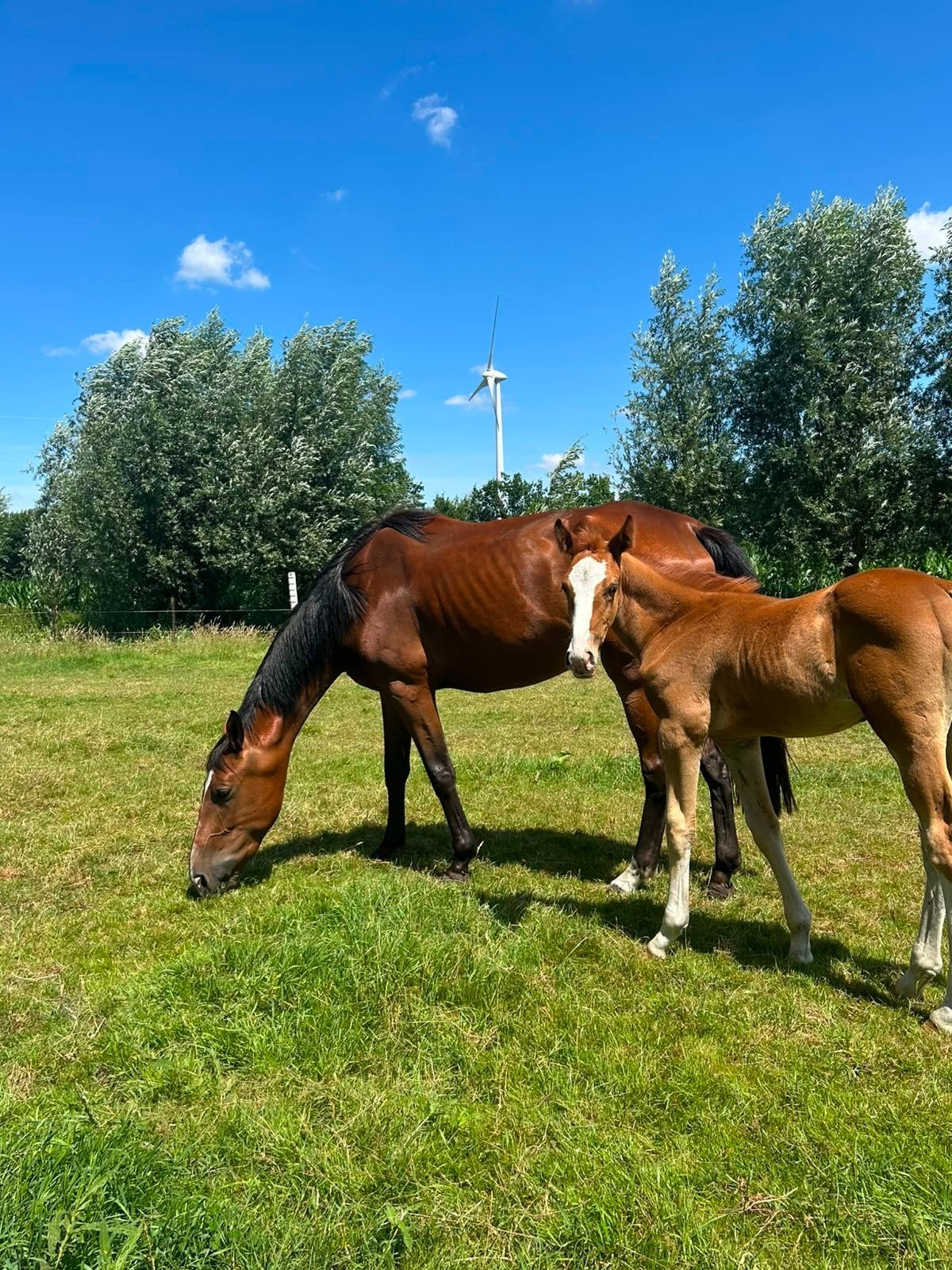 Hengstveulen senecio z x Hunter's Scendix, Dieren en Toebehoren, Paarden, Springpaard, 0 tot 2 jaar, Hengst, Met stamboom