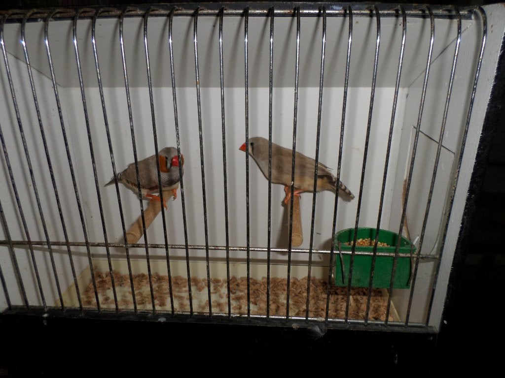 zebravinken, Dieren en Toebehoren, Vogels | Overige Vogels