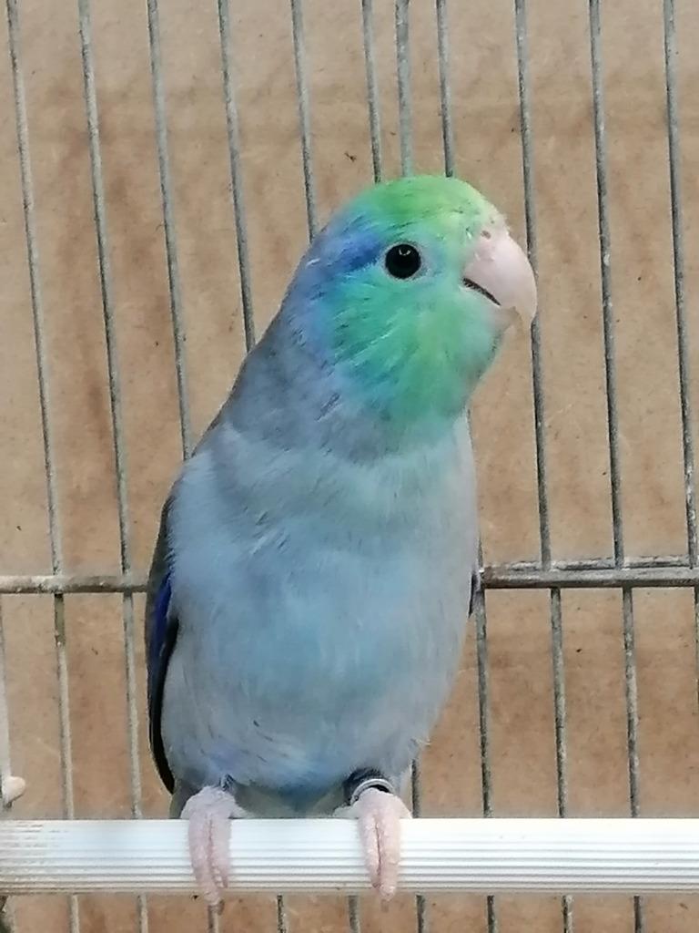 Forpus Yellam Turquoise; BlauwTurquoise/Yellam; BlauwFallow, Dieren en Toebehoren, Meerdere dieren, Parkiet, Geringd