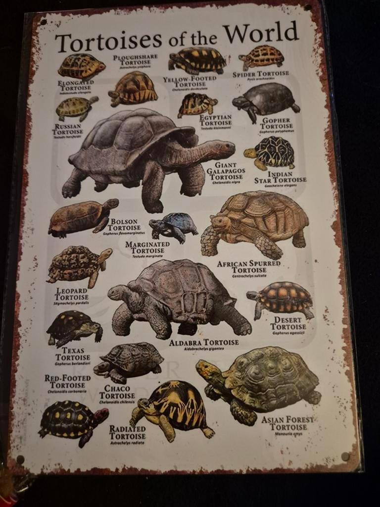 Metalen plaat schildpadden van de wereld, Antiek en Kunst, Kunst | Tekeningen en Fotografie, Verzenden