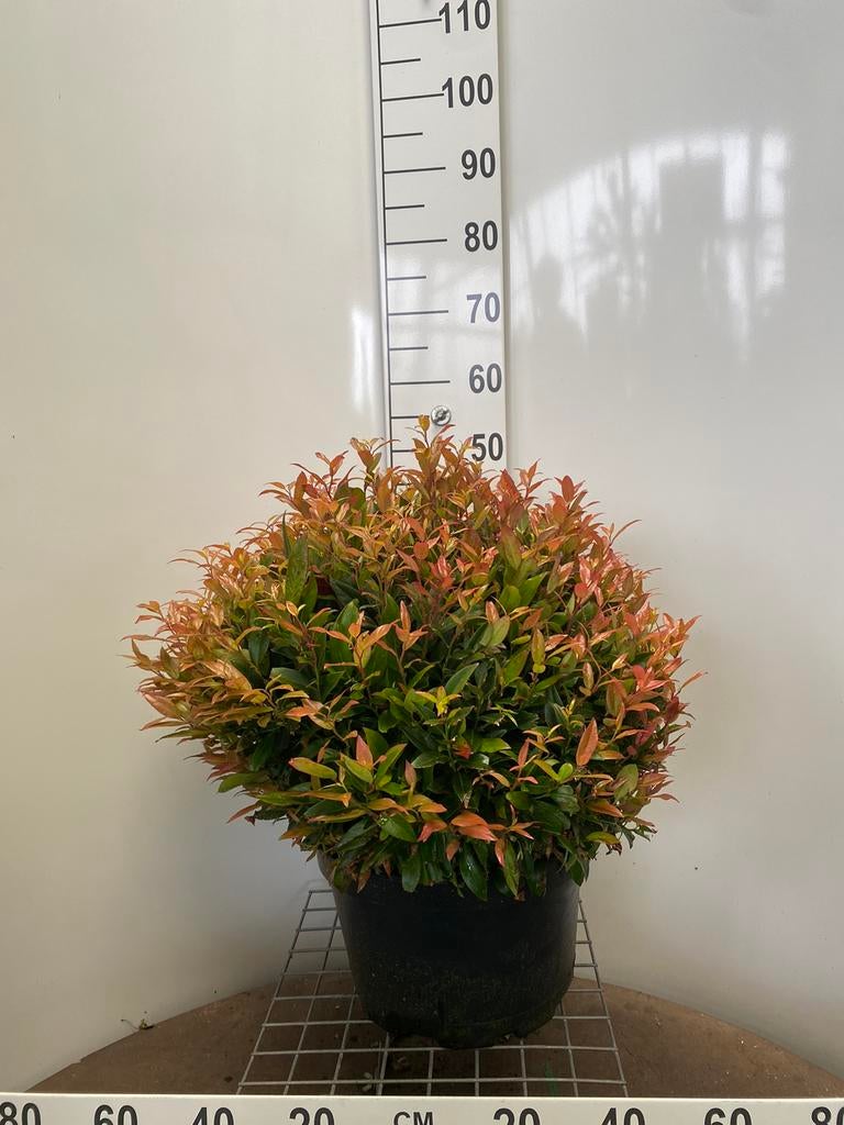 Leucothoe 'Zeblid' (bolvorm), Hagen en Sierheesters., Tuin en Terras, Ophalen, Haag