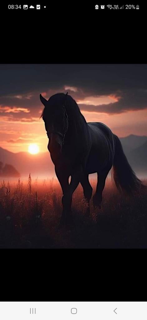 Zadelmak maken en problemen oplossen voor al u paarden