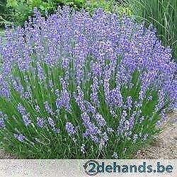 lavendel .  hidcote.   silver  .  peterpan   .   silver-mist, Tuin en Terras, Ophalen