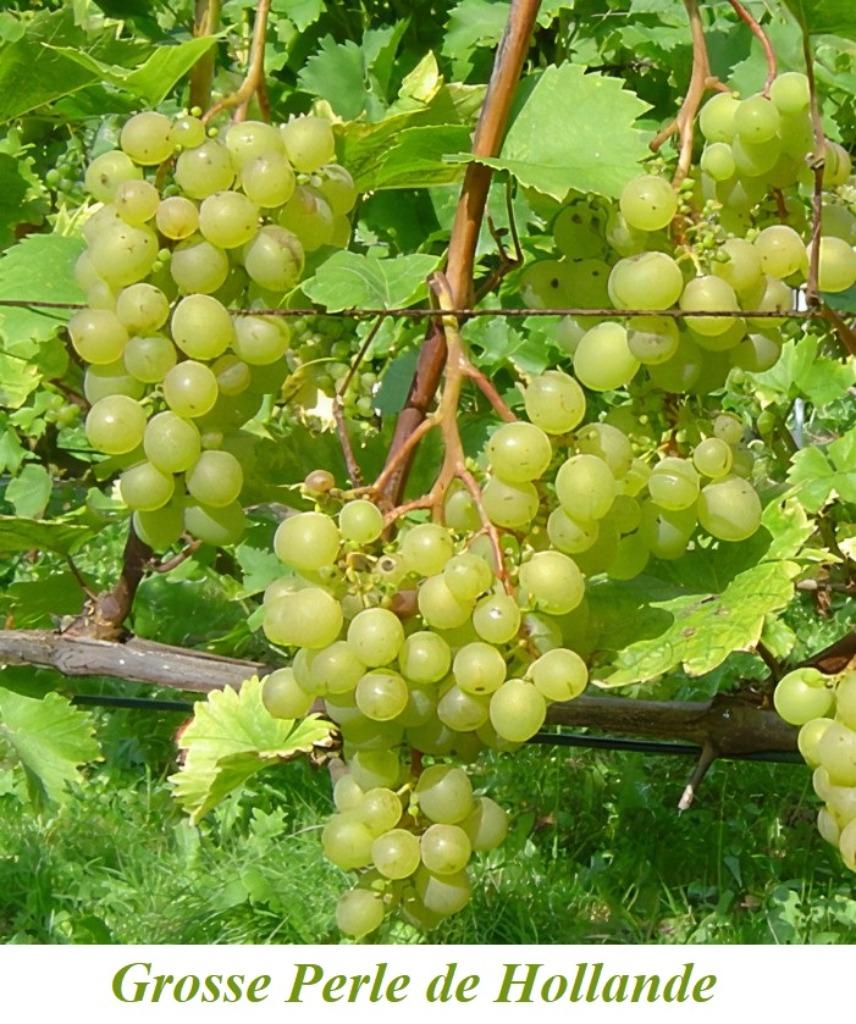 DRUIVELAARS oa "GROSSE PERLE DE HOLLANDE", GOUDGELE DRUIVEN, Tuin en Terras, Ophalen of Verzenden, Lente, Vaste plant, Fruitplanten