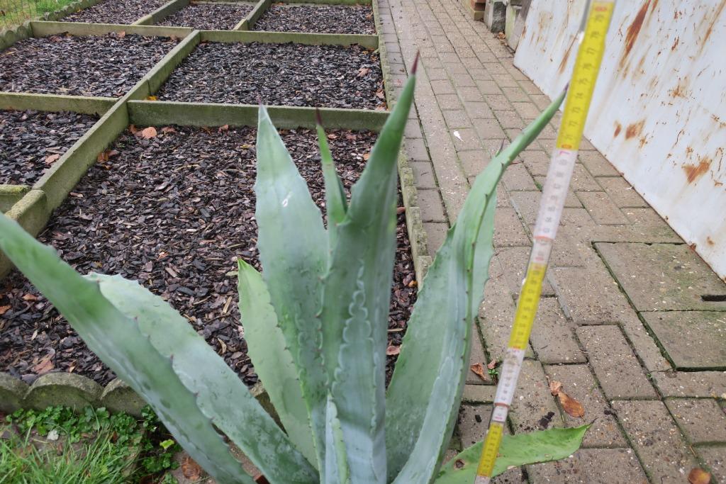 Agave cactus 80 cm hoog., Enlèvement, Plante fixe, Autres espèces, Plein soleil