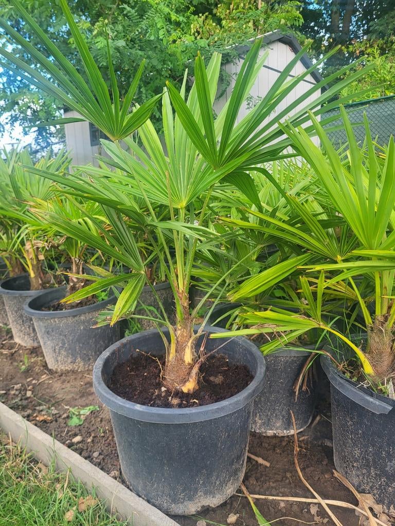 Palmbomen trachycarpus fortunei, Tuin en Terras, Planten | Bomen, Ophalen