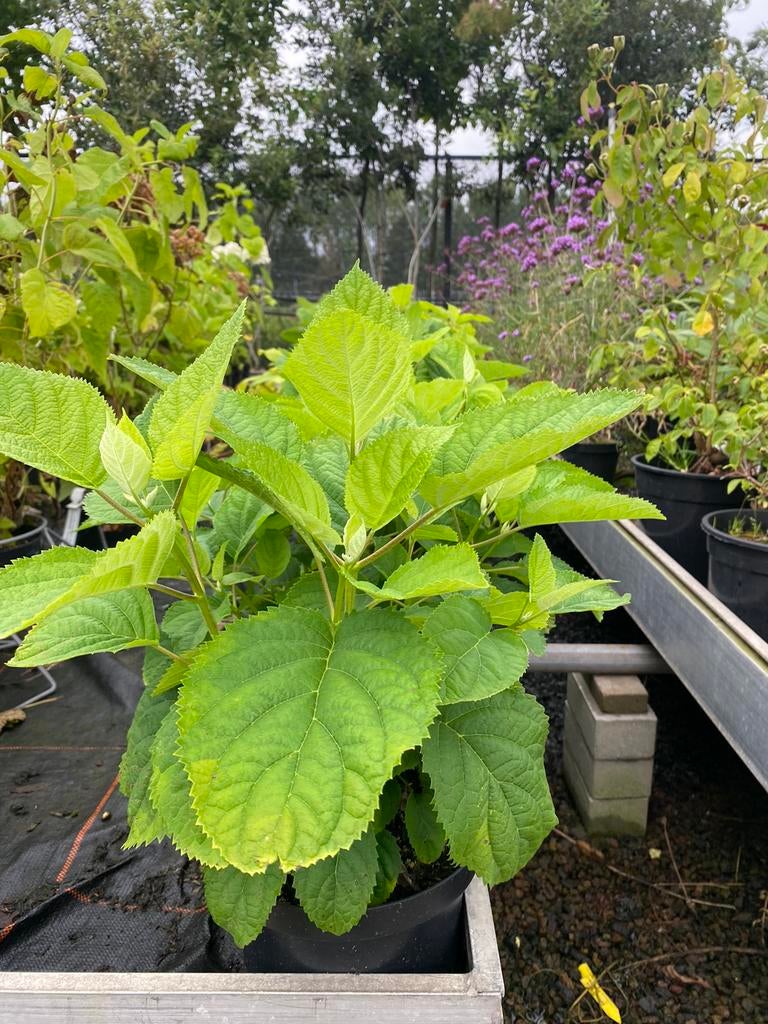 Hydrangea arborescenes 'Annabelle', Hagen en sierheesters.