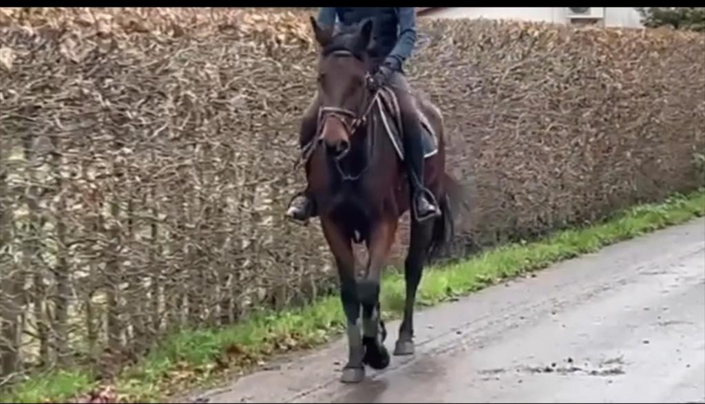 Paarden en pony’s gezocht voor verkoop, Dieren en Toebehoren, Paarden, B