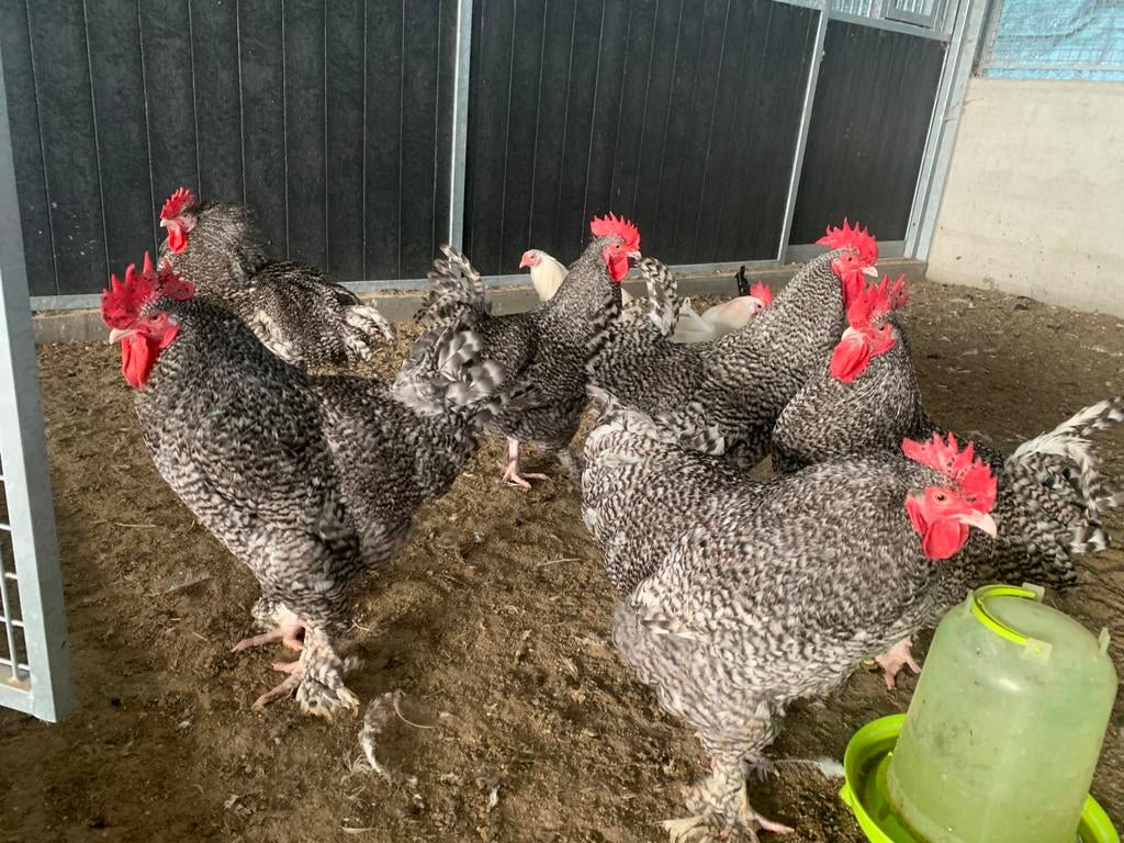 Mechelse koekoek hanen, Dieren en Toebehoren