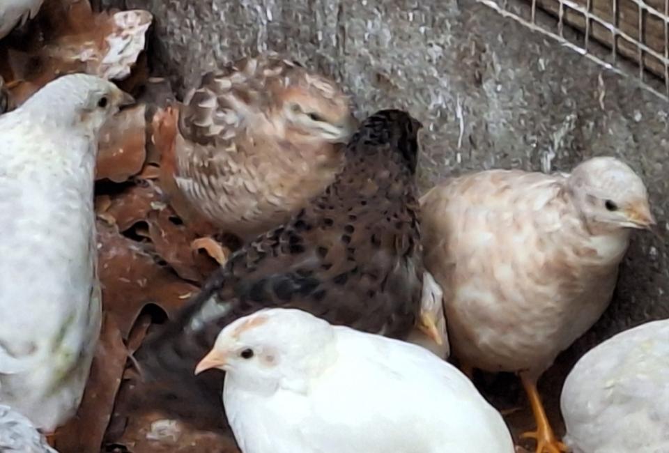 Chinese kwartels mans en poppen, Dieren en Toebehoren