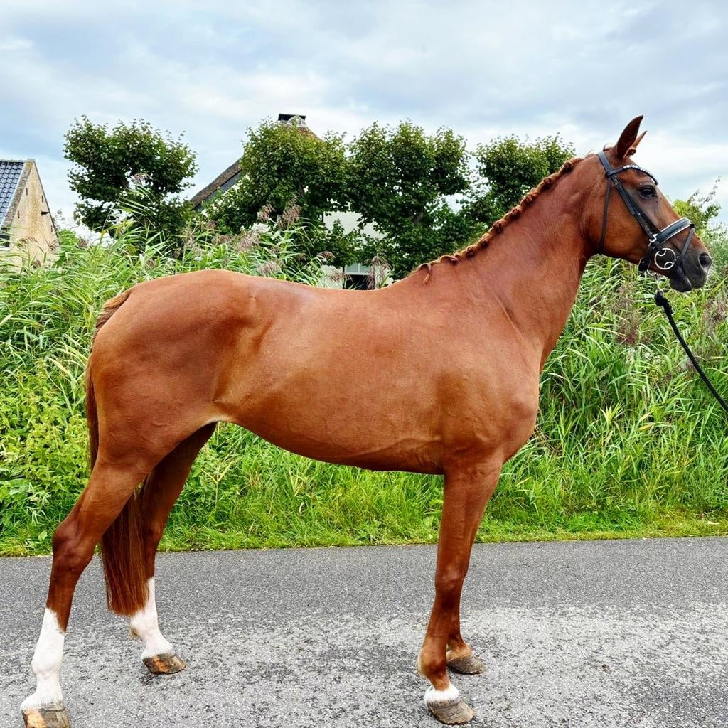 Dressuur sportpaard Liba BH( Hogan x Vivaldi x Ferro), Dieren en Toebehoren, Paarden, Merrie, 175 cm of meer, Met stamboom, M