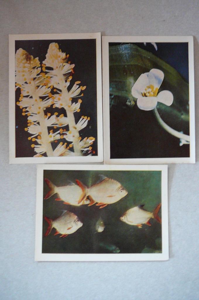 Côte d'Or images la fauneflore aquatique n 28 124 127, Collections, Enlèvement ou Envoi, Utilisé, Nature, Gravure