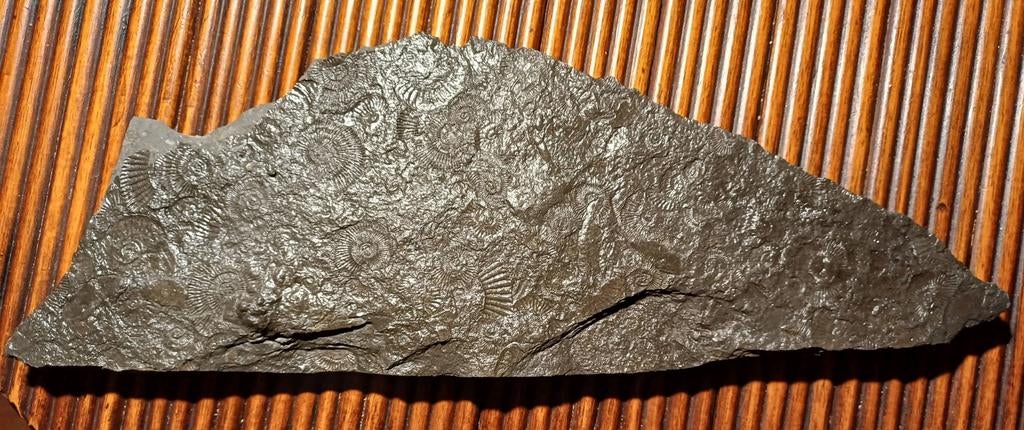 Lit de mortalité d'ammonites sur ardoise, Enlèvement ou Envoi, Fossile