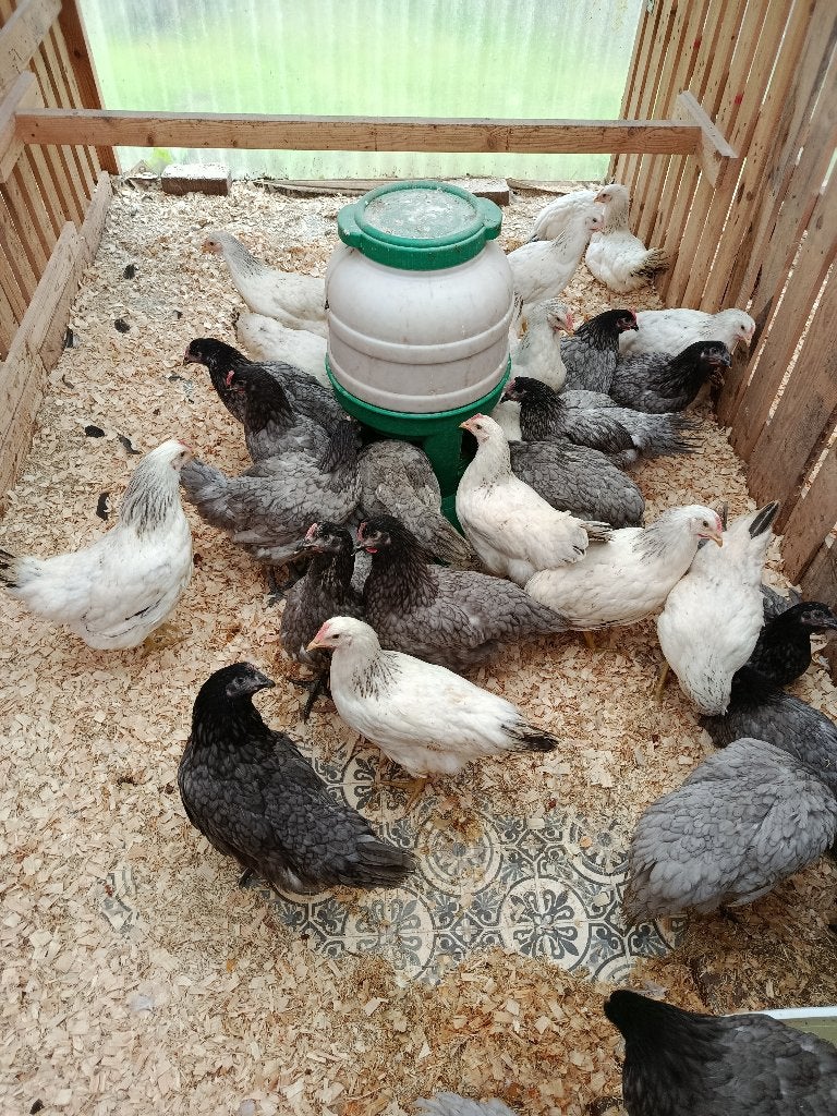 dernières jeunes poules Bleu de Landes & Sussex de +-3 kg, Femelle, Poule ou poulet