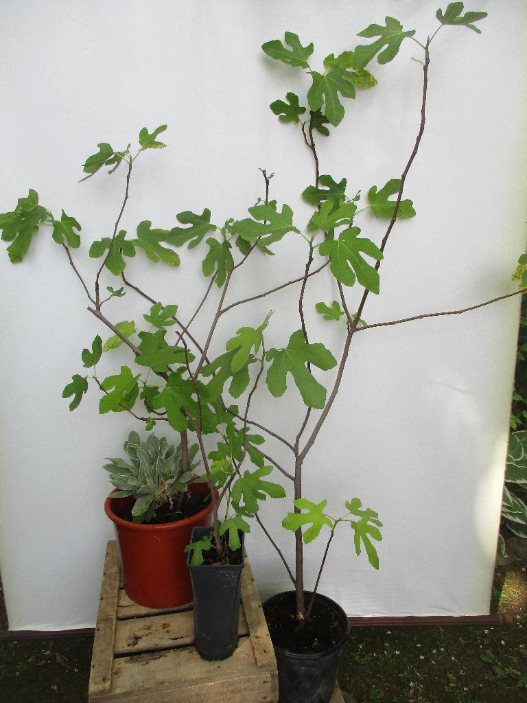Jonge vijgenboom, Tuin en Terras, Planten | Bomen, Ophalen, In pot, Overige soorten